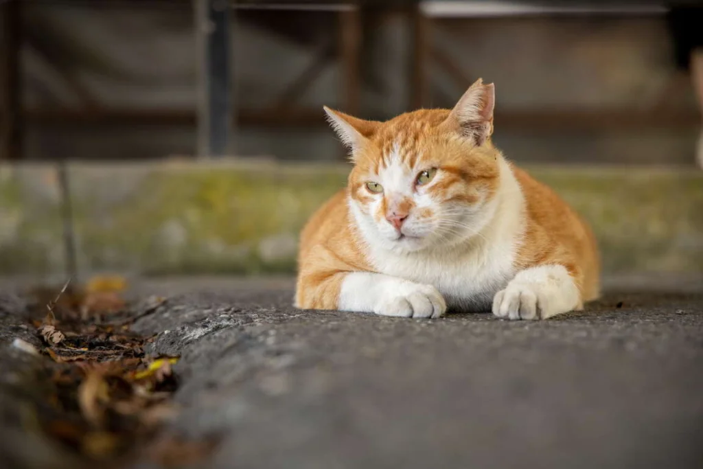 猴硐貓村