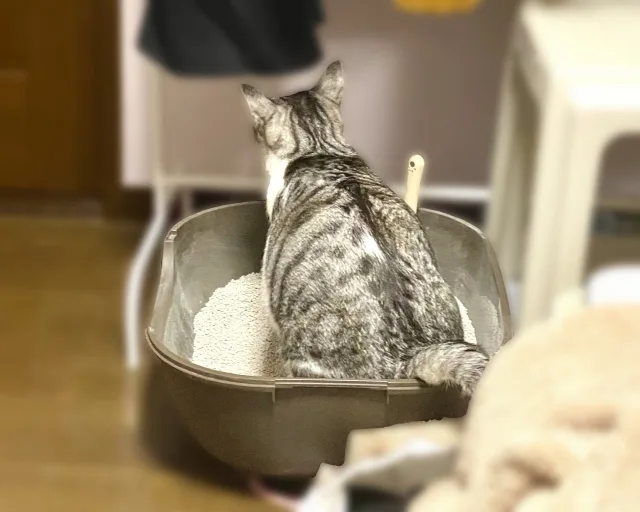 水魔素貓砂評價
